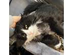 Adopt Handsome a Domestic Long Hair
