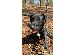 Adopt pogo a Black Labrador Retriever / Mixed dog in Franklin, NC (37706785)