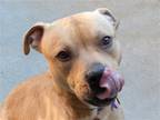 Adopt MAYSON a Tan/Yellow/Fawn Pit Bull Terrier / Mixed dog in Denver