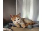 Adopt Steve Meowland a Domestic Shorthair / Mixed cat in Cleveland