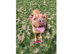 Adopt Kash a Tan/Yellow/Fawn American Pit Bull Terrier / Mixed dog in Hudson