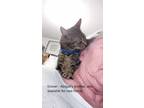 Adopt Grover a Brown Tabby Domestic Shorthair / Mixed (short coat) cat in