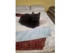 Adopt Luna a All Black Bombay / Mixed (short coat) cat in Fairfax, VA (37707223)