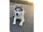 Adopt TOGO a White - with Black Husky / Mixed dog in Raritan, NJ (37706414)