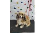 Adopt Canela a Tricolor (Tan/Brown & Black & White) Irish Setter dog in Nogales