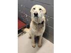 Adopt 83399 a Tan/Yellow/Fawn Labrador Retriever dog in Nogales, AZ (37707097)