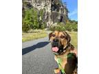 Adopt Barry a Brown/Chocolate - with Black Mastiff dog in Mooresville