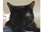 Adopt Munchkin a All Black Domestic Shorthair / Mixed (short coat) cat in