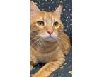 Adopt HANK a Orange or Red Domestic Shorthair (short coat) cat in Northwood