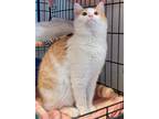 Adopt Gerald a Domestic Shorthair / Mixed (short coat) cat in Darlington