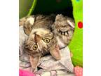 Adopt Piquillo a Brown Tabby Domestic Shorthair (short coat) cat in Forked