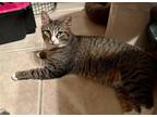 Adopt Tiger a Brown or Chocolate Domestic Shorthair / Mixed (short coat) cat in
