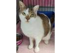 Adopt Crosby a Domestic Shorthair / Mixed (short coat) cat in Darlington