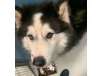 Adopt Sterling Sparkles 53890 a Black - with White Alaskan Malamute / Mixed dog