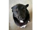 Adopt Leo McCool 53874 a Black - with White Border Collie / Mixed dog in Pampa