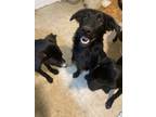 Adopt Fluffy a Black German Shepherd Dog / Dalmatian / Mixed dog in Albany