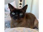 Adopt Godiva a Brown or Chocolate Siamese (short coat) cat in Carlsbad