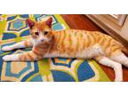 Adopt Ivan a Orange or Red Tabby American Shorthair / Mixed (short coat) cat in
