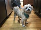 Adopt Charlie a White - with Tan, Yellow or Fawn Shih Tzu / Mixed dog in