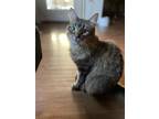 Adopt Haku a Tan or Fawn Tabby American Shorthair / Mixed (medium coat) cat in