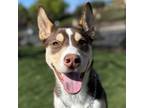 Adopt Toyo - ECAS a Brown/Chocolate Siberian Husky / Mixed dog in Pleasanton