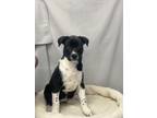 Adopt Evan a Terrier (Unknown Type, Small) / Labrador Retriever / Mixed dog in