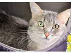 Adopt Abigail a Domestic Mediumhair / Mixed (short coat) cat in Brigham City -