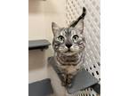 Adopt Mr. Bond a Bengal / Mixed (short coat) cat in Sebastian, FL (37705382)