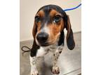 Adopt Mutton a Beagle / Mixed dog in Mocksville, NC (37705355)