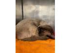 Adopt Enigma a Siamese / Mixed (short coat) cat in Fall River, MA (37705331)