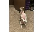Adopt Bailey a Brindle Dachshund / Mixed dog in Battle Ground, WA (37705250)