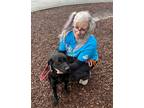 Adopt Pebbles a Black Labrador Retriever / Mixed dog in Thomasville