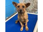 Adopt Sola a Terrier (Unknown Type, Medium) / Mixed dog in Rocky Mount