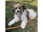 Adopt Rudy a Tan/Yellow/Fawn Havanese / Mixed dog in Sinking Spring