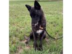 Adopt Karma JuM a Brindle Dutch Shepherd / Collie / Mixed dog in Hartford