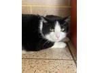 Adopt Mr. Lucy *Bonded Pair* a All Black Domestic Shorthair / Domestic Shorthair