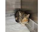 Adopt LG a Gray or Blue Domestic Shorthair / Domestic Shorthair / Mixed cat in