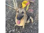 Adopt Sir a Tan/Yellow/Fawn German Shepherd Dog / Mixed dog in Albert Lea