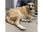 Adopt Bear a Tan/Yellow/Fawn Great Pyrenees / Shepherd (Unknown Type) / Mixed