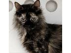 Adopt Ginger Snap a Brown or Chocolate Domestic Shorthair / Mixed cat in