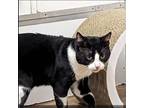Adopt Oreo a All Black American Shorthair / Mixed cat in Denison, TX (37704417)