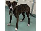 Adopt Phenia a Brindle Mixed Breed (Medium) / Mixed dog in Memphis