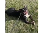 Adopt Nino - BEING REHOMED BY THEIR OWNER a Black Pit Bull Terrier / Mixed dog