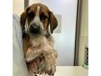 Adopt Annie Oakley a Brown/Chocolate Beagle / Hound (Unknown Type) / Mixed dog