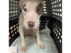 Adopt Angelica a White - with Tan, Yellow or Fawn American Staffordshire Terrier