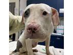 Adopt Fury a White - with Tan, Yellow or Fawn American Staffordshire Terrier /