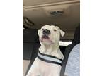 Adopt Kamron a White - with Black American Pit Bull Terrier / Boxer / Mixed dog