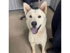 Adopt Frost a Chow Chow, Husky