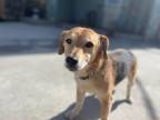 Adopt Bootsie a Beagle dog in Roanoke, VA (37699441)