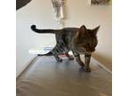 Adopt Jinx a Gray or Blue Domestic Shorthair / Mixed cat in Grand Junction